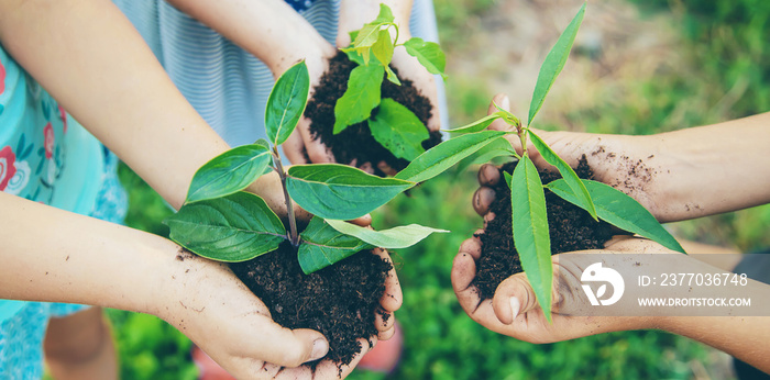 children plant plants together in their hands. Selective focus.