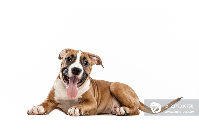 Young American Staffordshire Terrier lying on floor isolated over white studio background. Concept of beauty, breed, pets, animal life.