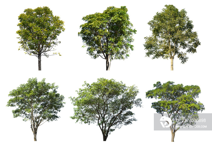 Collection of Tree isolated on a white background, Can be used a tree for part assembly to your designs or images.