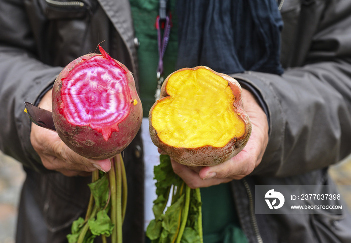 Hands of the gardener with pink and yellow beet