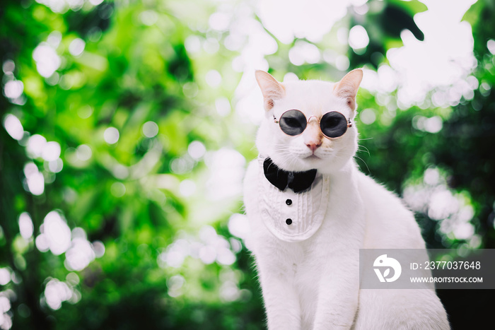 Portrait of Tuxedo White Cat wearing sunglasses and suit,animal  fashion concept.