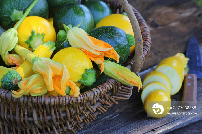 Harvesting zucchini. Fresh squash lying in basket. Fresh squash picked from the garden. Organic food concept .