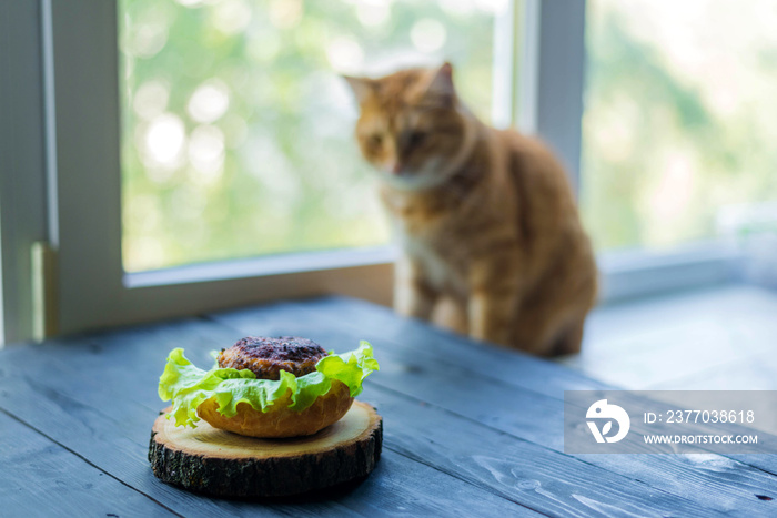 Red cat is watching the preparation of a burger.