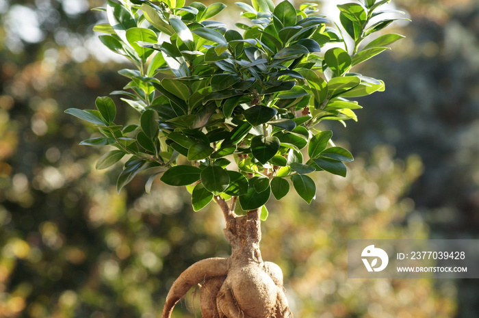 Bonsai Ficus Ginseng Baum im Blumentopf