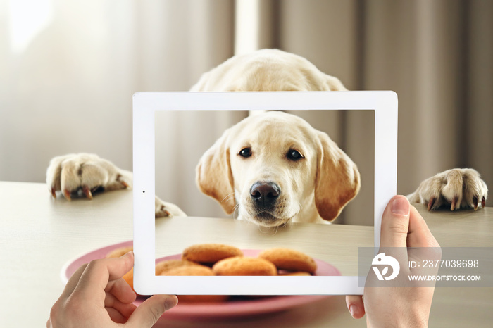 Male hands taking photo of cute puppy on tablet.