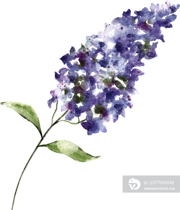 purple lilac flower hand drawn watercolor painting