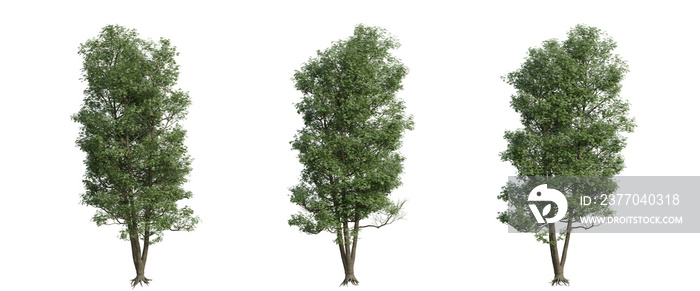 tree isolated on transparent background , tree 3d render