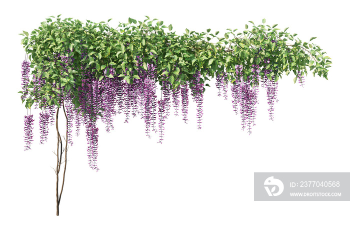 3D render many plants and flowers on a transparent background