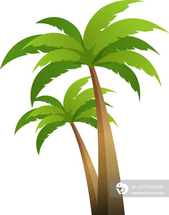 Coconut palm tree