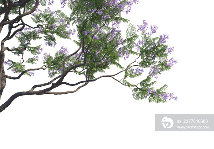 Foreground twigs on a transparent background