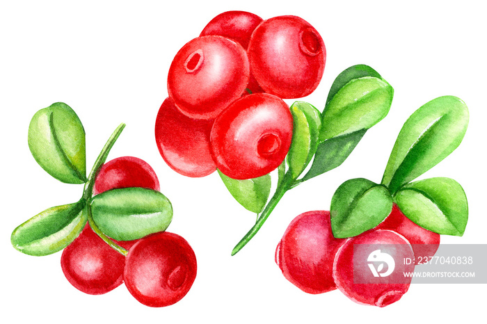 red lingonberry berries on an isolated white background, watercolor illustration