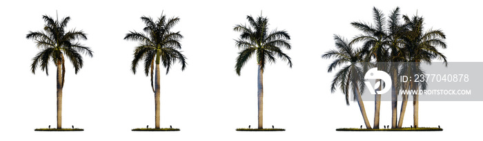 Night scene landscape element for 3d Architectural visualization. Roystonea regia palm tree with outdoor up lighting isolated on transparent background. 3d rendering illustration. PNG format