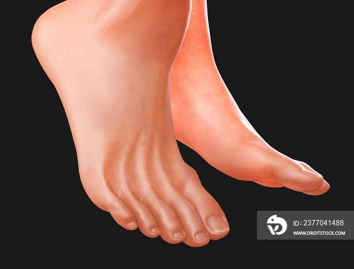 3D rendering of a foot