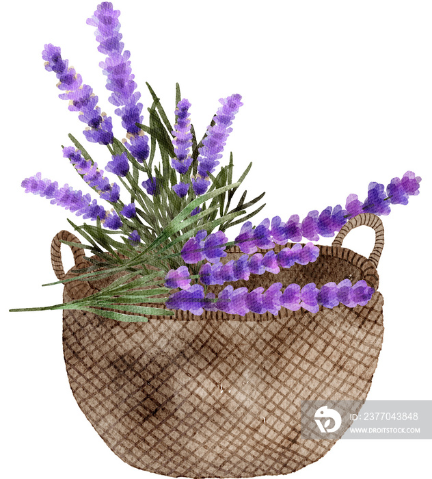 Lavender flowers watercolor with transparent background