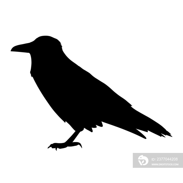 Crow Silhouette Illustrations