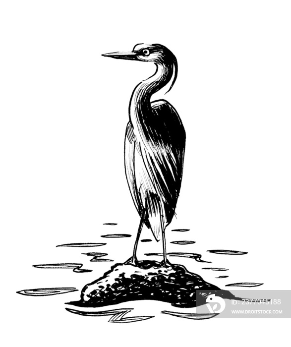 Ink black and white drawing of a heron bird sitting on a rock in water