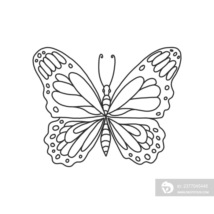 butterfly insects and bug illustration