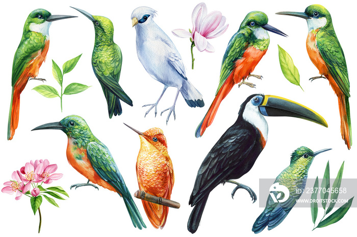 Collection Birds, flower and leaf. Tropical watercolor illustration isolated on white background.