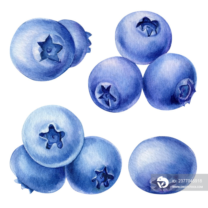 Blueberries on an isolated white background. watercolor set berries