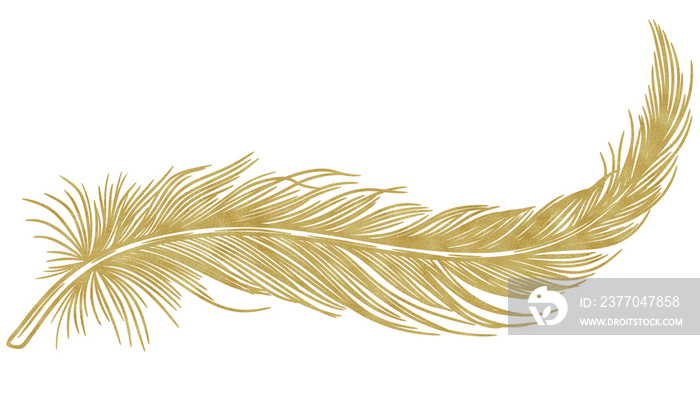 Golden feather isolated on white background