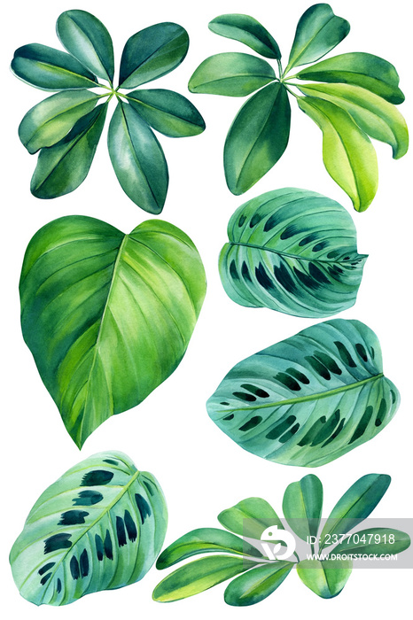 Watercolor botanical tropical floral illustration. Set green exotic leaves for wedding greetings, wallpapers, fashion