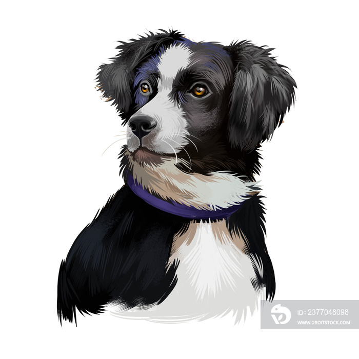 Australian Shepherd dog breed digital art illustration isolated on white. Aussie medium-sized breed of dog of black and white color, similar in appearance to popular English Shepherd Border Collie