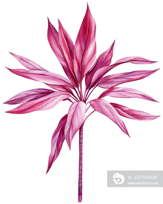 dracaena pink, tropical plant, palm on white background, watercolor hand drawing