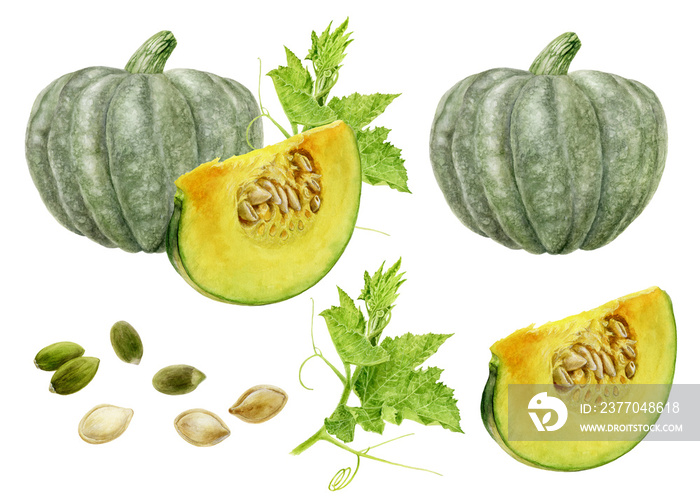 Pumpkin and pumpkin seeds, whole and cut slice, pumpkin leaves set watercolor illustration isolated on white background