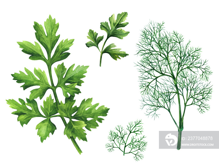 Branch parsley and dill on white background. Watercolor illustration