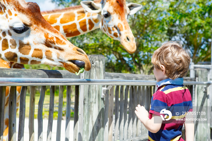 Little kid boy watching and feeding giraffe in zoo. Happy child having fun with animals safari park on warm summer day