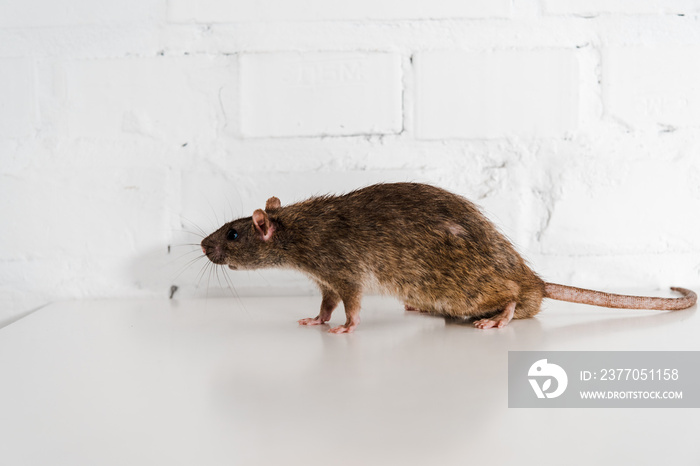 grey and small rat on table near brick wall