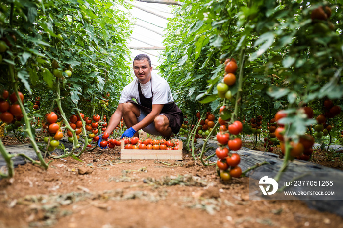 Friendly farmer at work in greenhouse. Young man picking fresh tomato in wooden boxes for sale