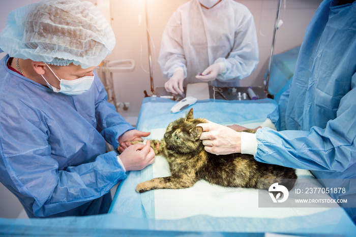 Veterinary surgeon is preparing cat for neutering surgery.