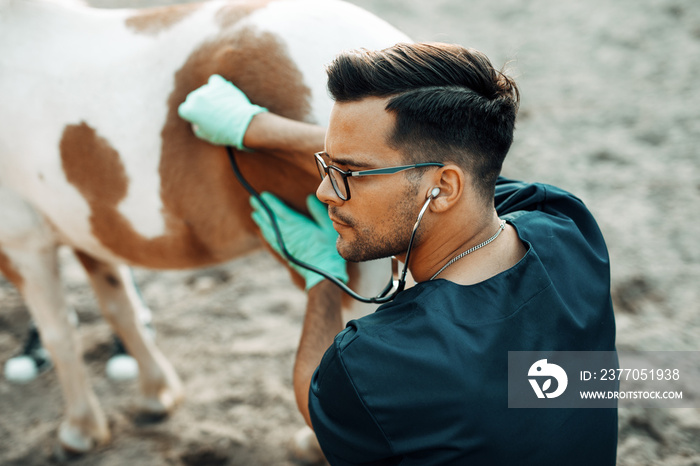 Young veterinarian examining with stethoscope a small and adorable pony horse.