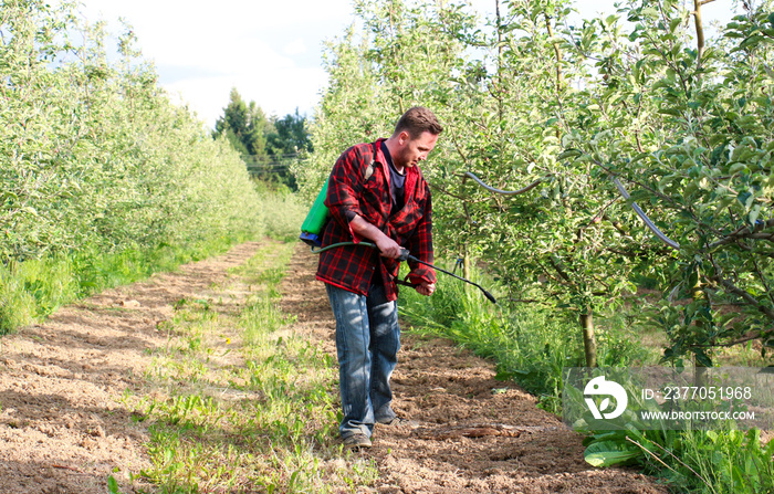 young farmer is spraying herbicide in an apple orchard that has many weed