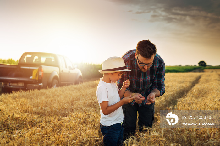 father and son examine wheat crop on wheat field