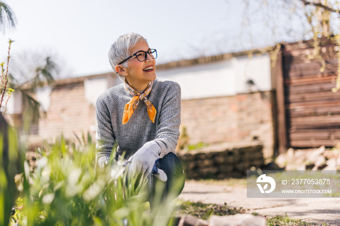 Gardening in the spring.Happy senior woman gardening in the spring.