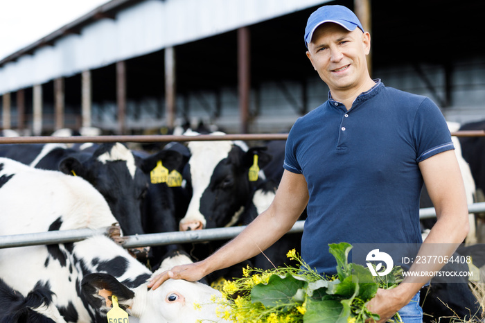 farmer carefully feeds cows with fresh grass