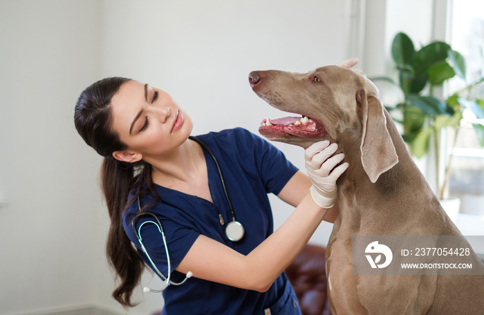 Veterinary surgeon and weimaraner dog at vet clinic