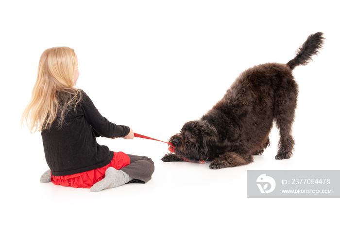 Young blonde girl playing tug of war with black labradoodle on a red leash. Isolated on white studio background