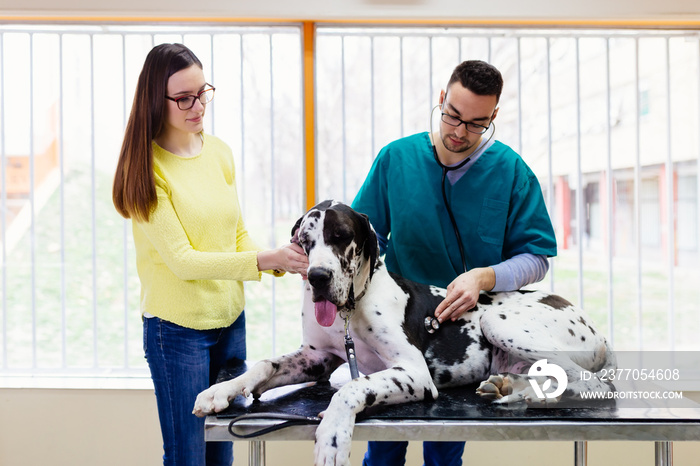 Owner with her Great dane at veterinary.