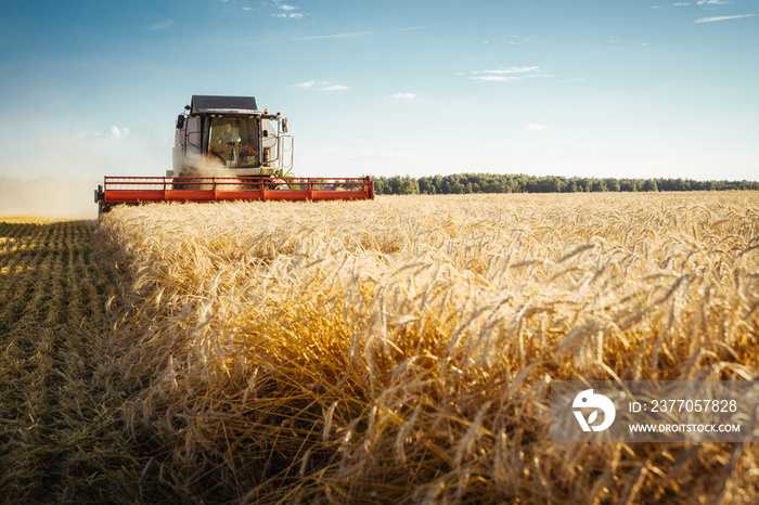 Combine harvester harvests ripe wheat. Concept of a rich harvest. Agriculture image