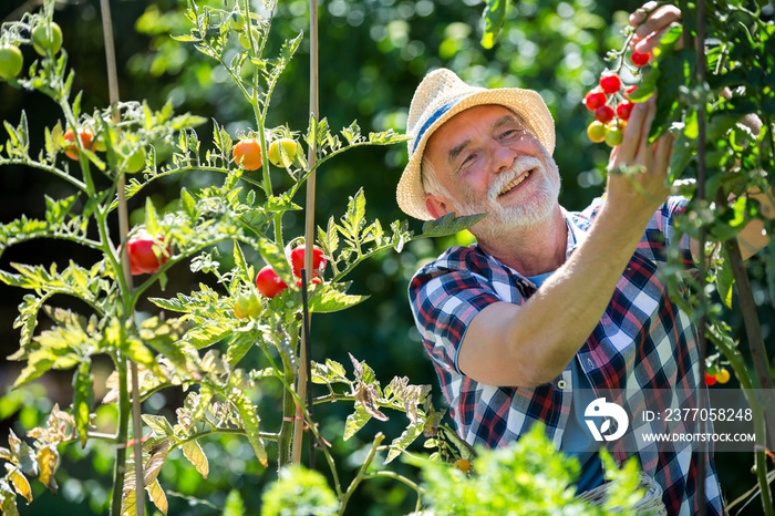 Senior man holding cherry tomato in the garden