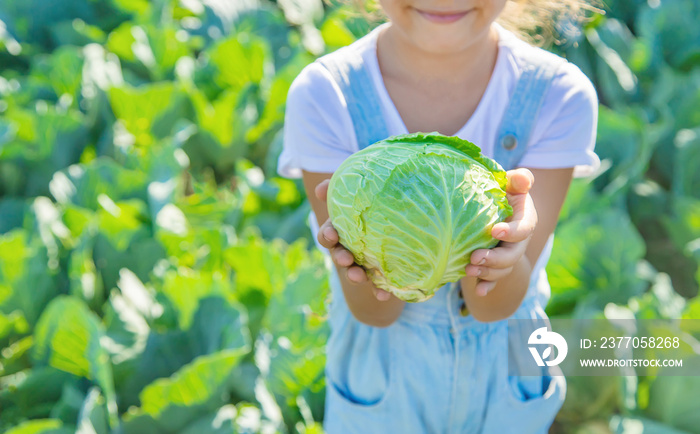 Child with cabbage and broccoli in the hands. Selective focus.
