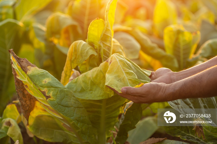 Farmer working in the tobacco field. Man is examining and using digital tablet to management, planning or analyze on dead tobacco plant after planting. Technology for agriculture Concept