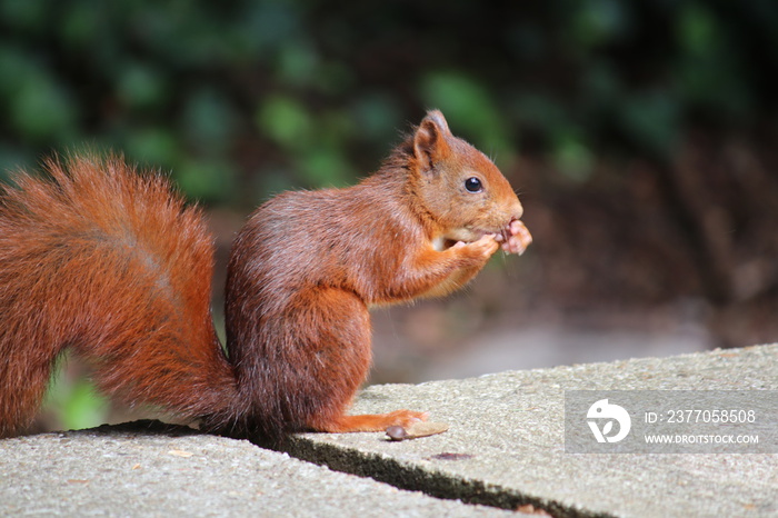 Eichhörnchen im Aachener Stadtpark in Deutschland