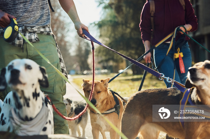 Close up of dogs with pet sitters walking in the park.