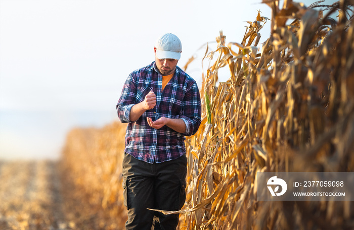 Young farmer examine corn seed in corn fields