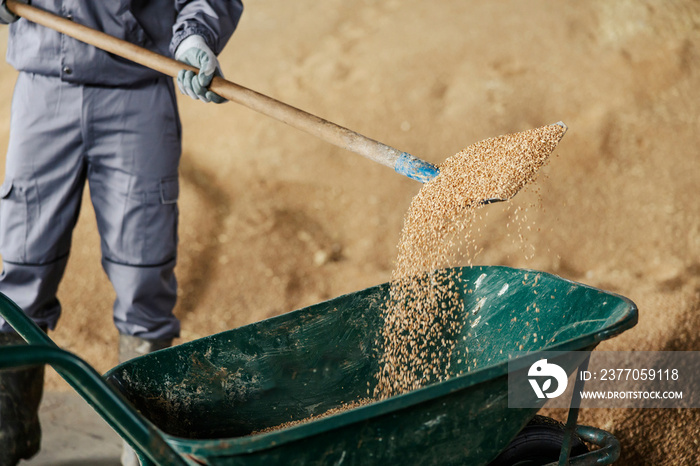 Cropped picture of herdsman putting food for animals in a wheelbarrow.