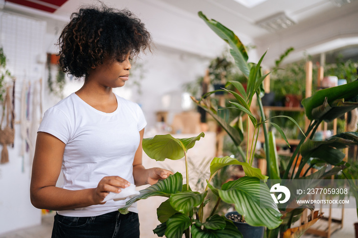 Side view of focused African American young woman in white shirt carefully wiping dust with soft cloth from leaves of green plants at home. Concept of gardening, hobby, home garden.